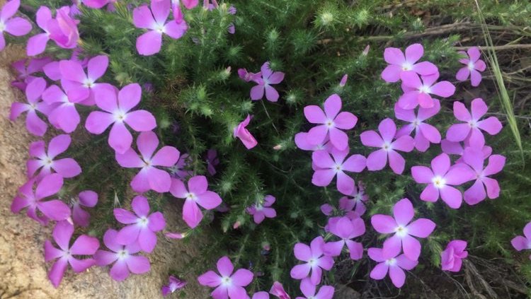 Bright pink wildflowers with spikey green stems