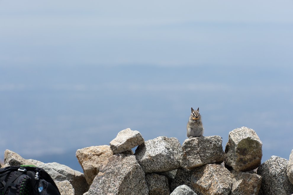 A lodgepole chipmunk fortuitously poses, gazing into the camera, atop a jumble of what looks like a granite rock wall.