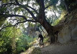 Under a Tree