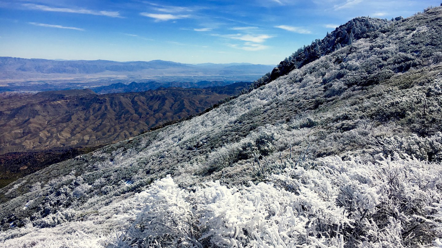 snow covered plants in the mountainous foreground give way to the desert valley of Palm Springs