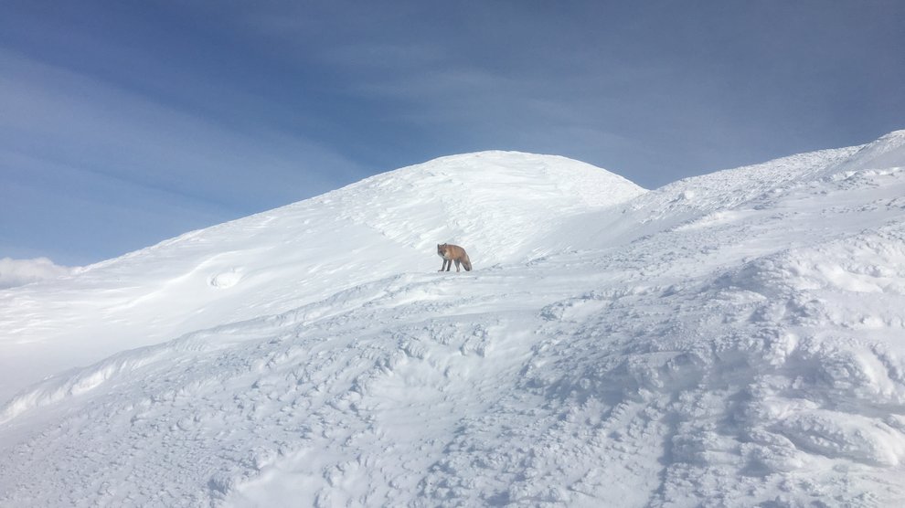 A lonely fox on the snow.