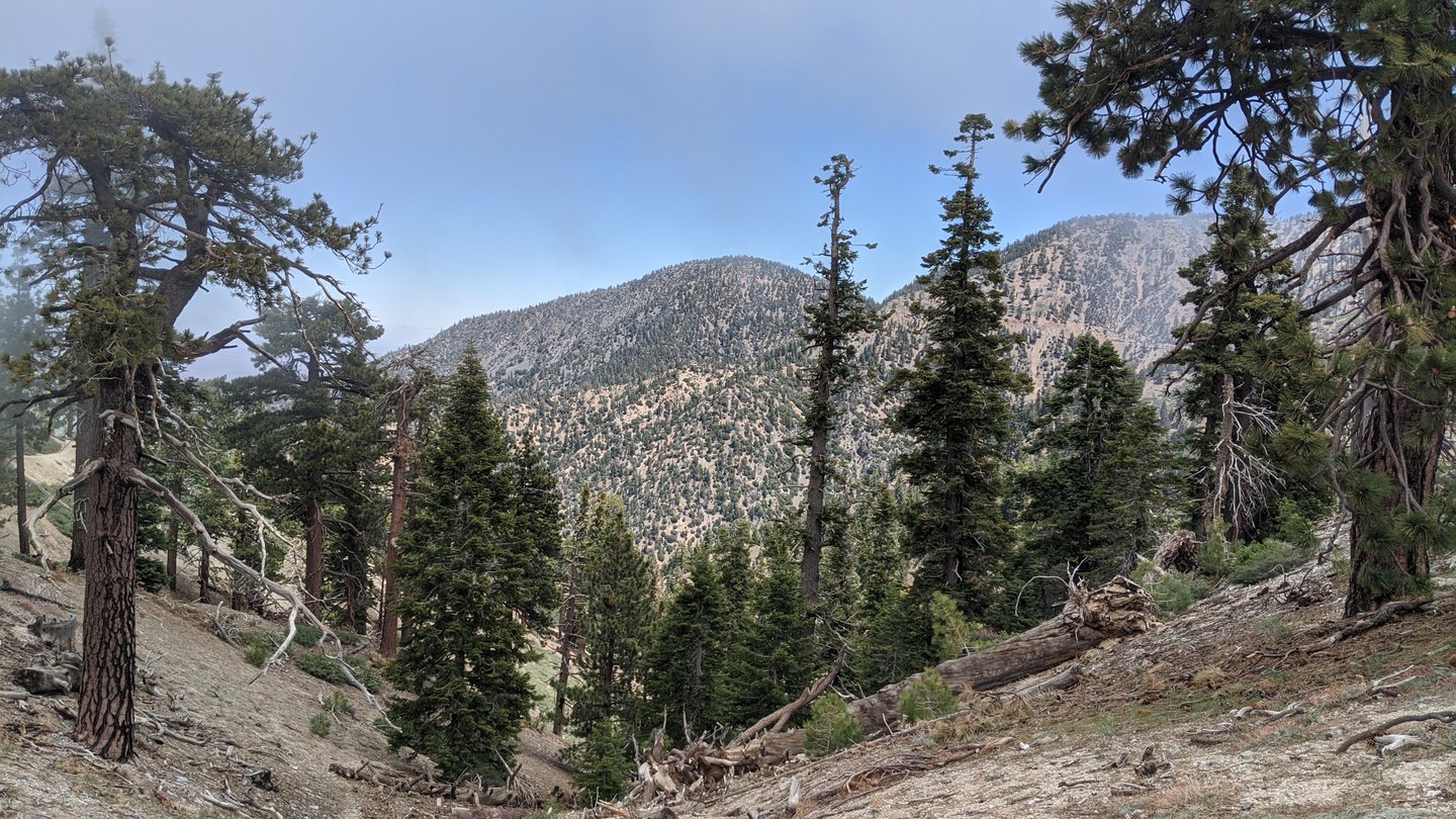 View of a scarce forest, a mountain in the background, and blue skies.
