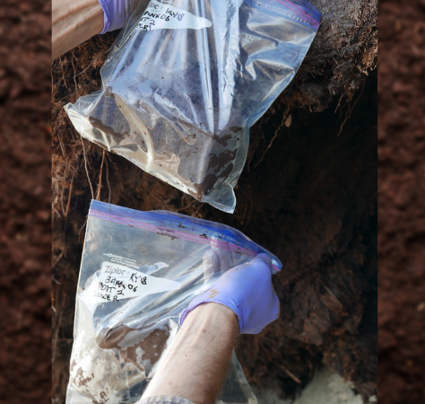 soil samples