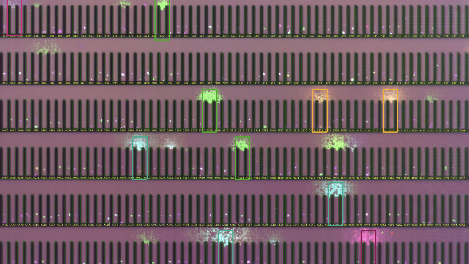 five color multiplexed antigen specificity assay of plasma B cells