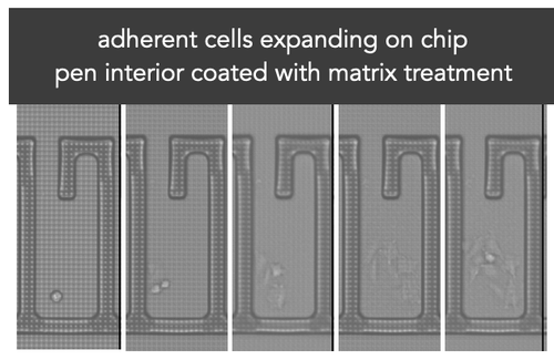 Adherent Cells