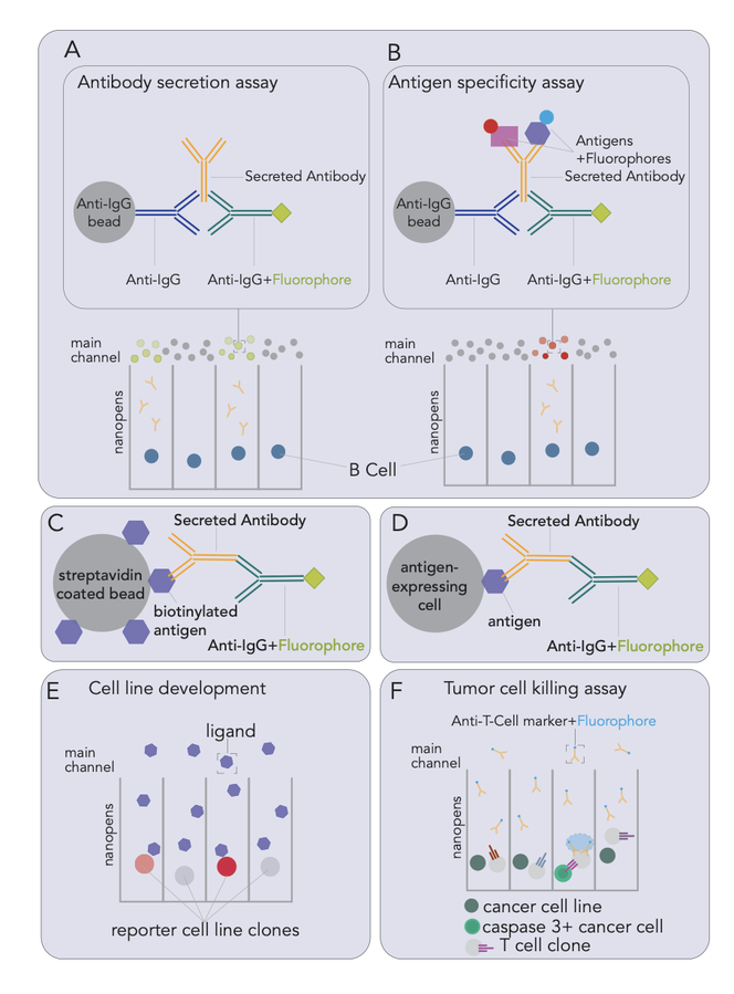 Assay Options