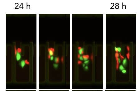 TPS with GFP+ RFP+ 