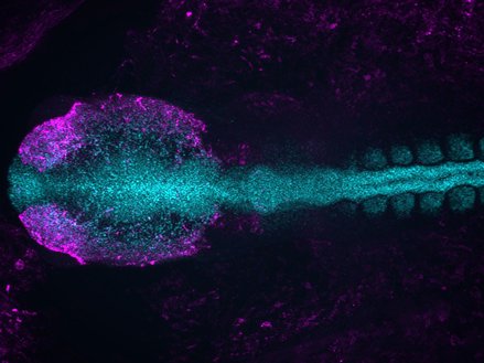 chick embryo fluorescent image