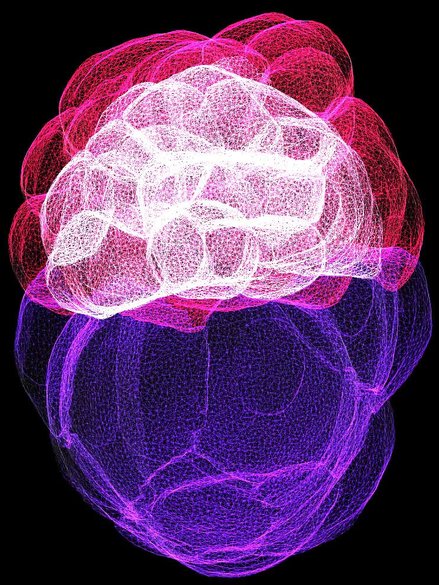embryo with stem cells