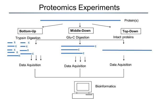 proteome exploration