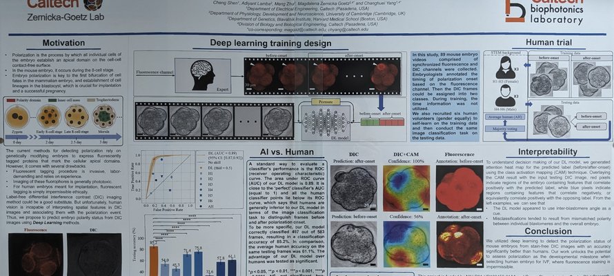 Image of Stain-free Detection of Embryo Polarization using Deep Learning research poster