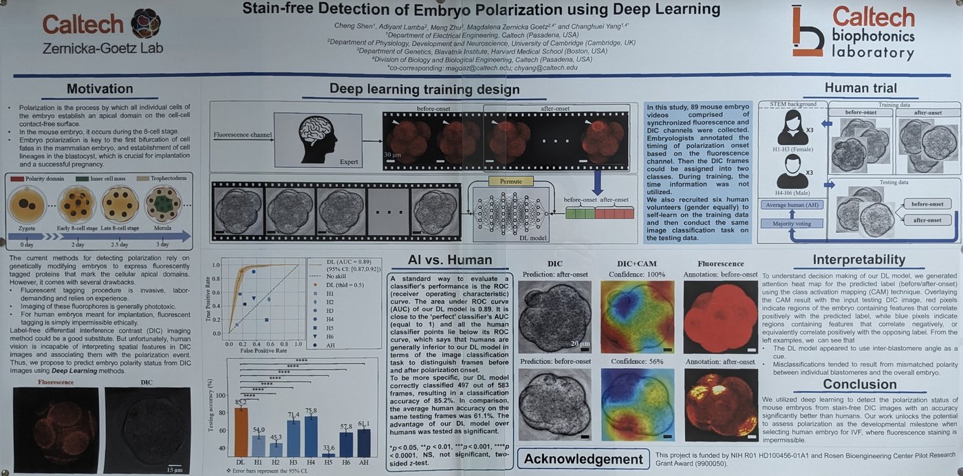 Image of Stain-free Detection of Embryo Polarization using Deep Learning research poster