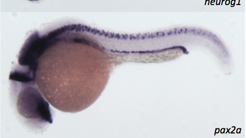 zebrafish embryos