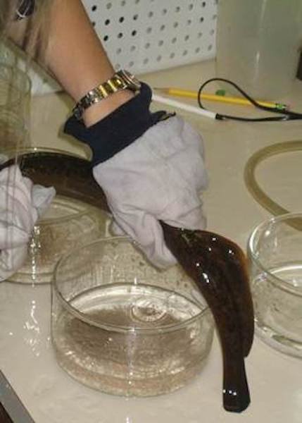 lamprey