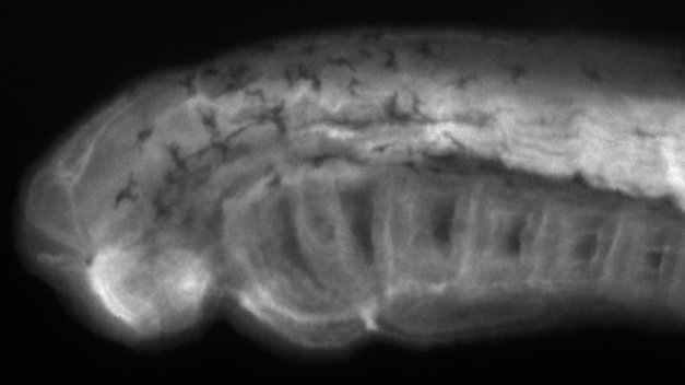 lamprey embryo