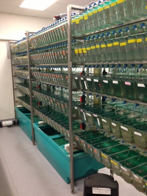 zebrafish facility