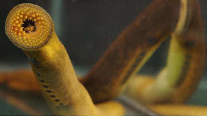 Lamprey