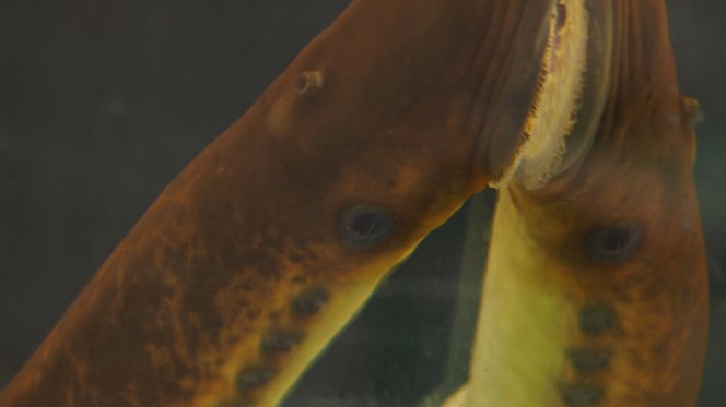 Lamprey