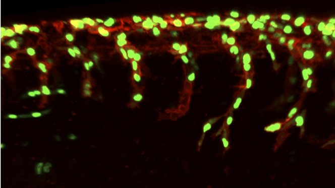 Sox10 expression zebrafish gut
