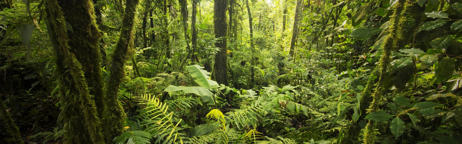 rain forest