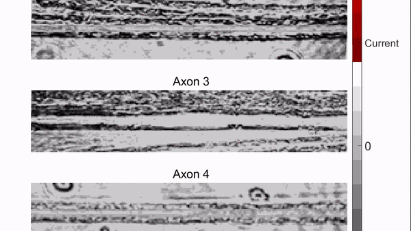 Myelinated_axons_firing