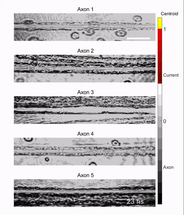 Myelinated_axons_firing