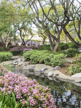 Caltech Turtle Pond