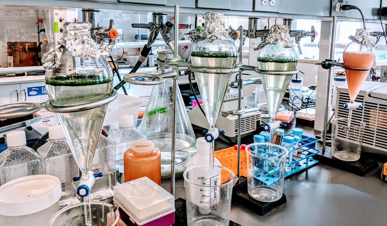 Anabaena flos-aquae cells floating buoyantly at the top of separatory funnels