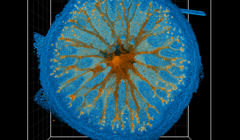 MiPACT-HCR of mouse gut