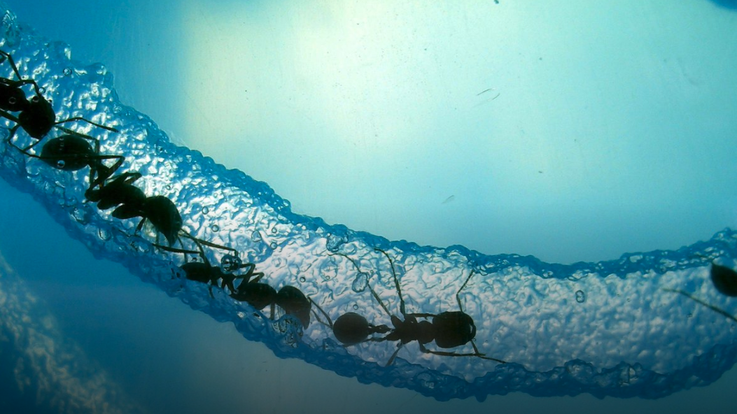 ANTS
