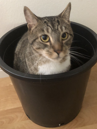 Hoku