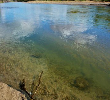 Clear as Mud: How Tiny Plants Changed the Planet, 488 Million Years Ago