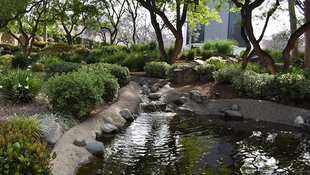 Turtle Pond