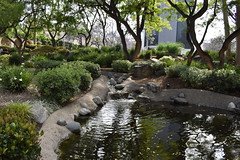 Turtle Pond