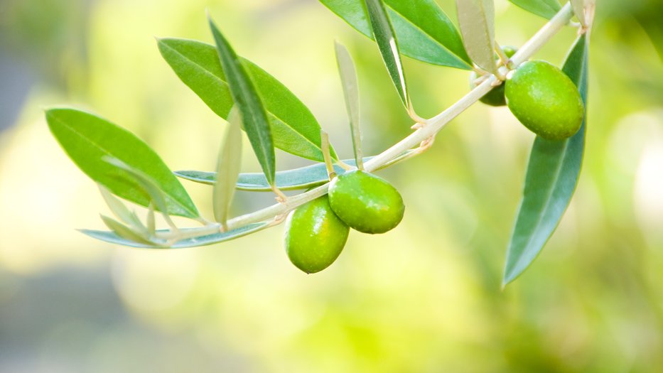 Olive Branch