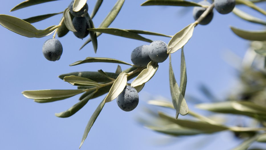 Olive Branch