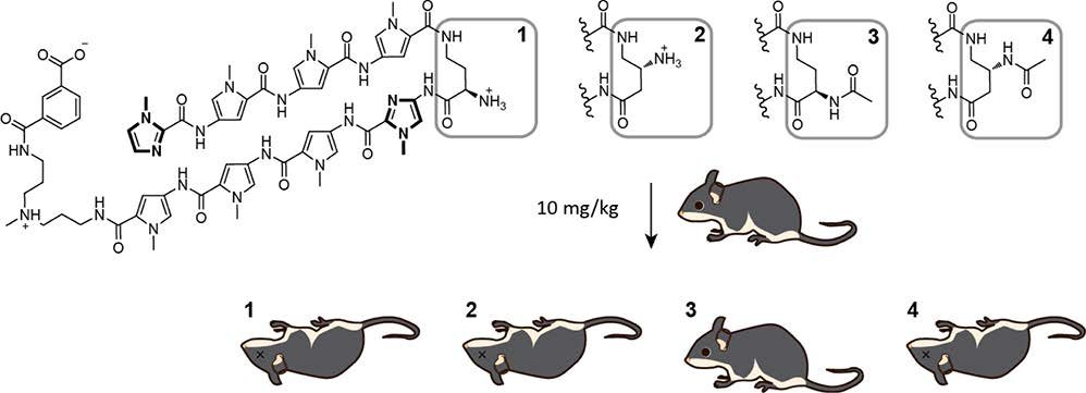 research image