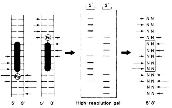 Affinity cleavage method