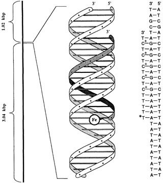 dna helix