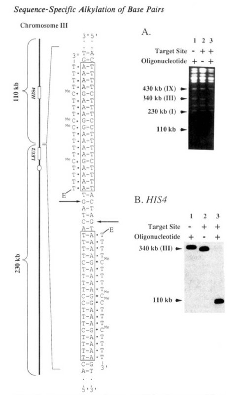 research image