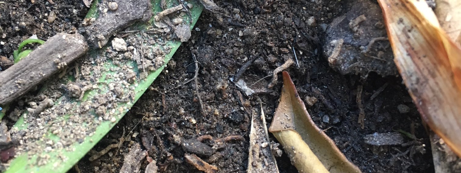 Caltech soil