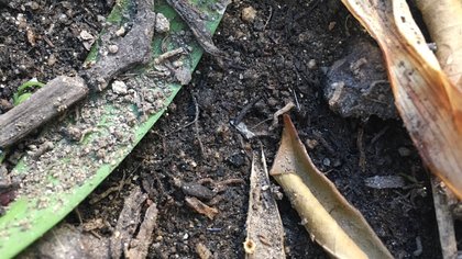 Caltech soil