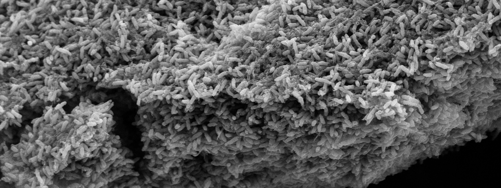 SEMBiofilm