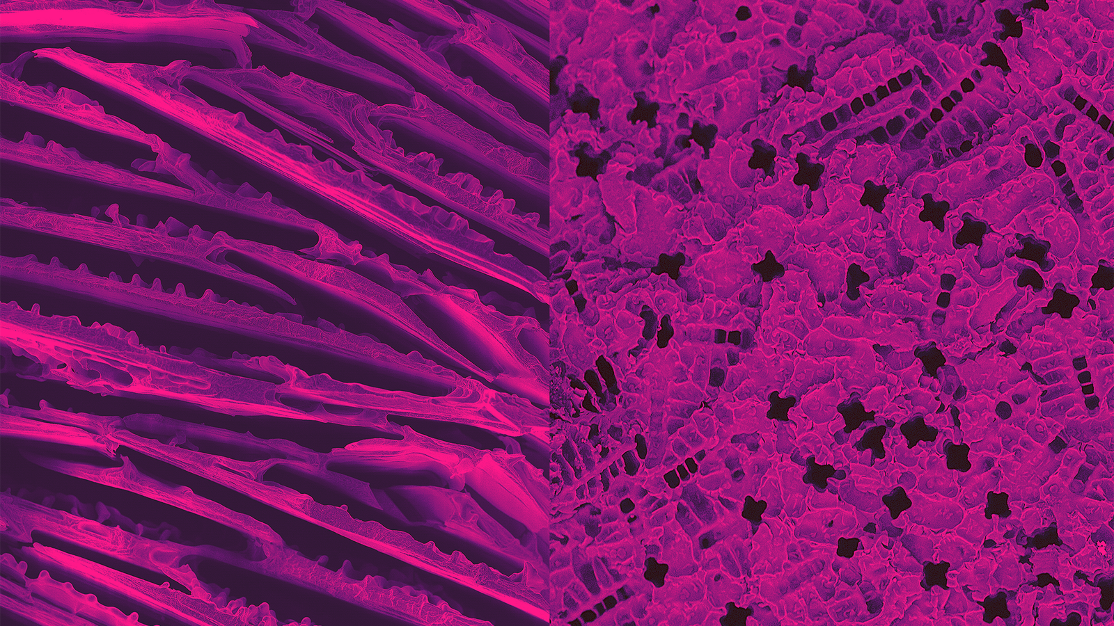 2014-Engenious11-cover