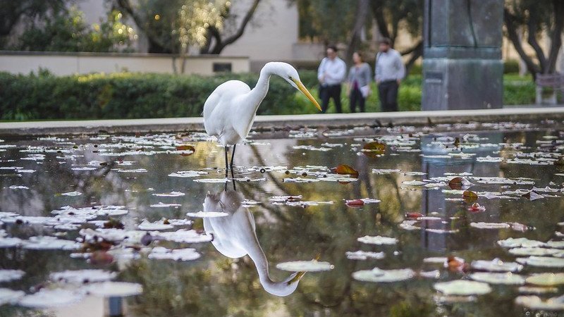 Egret and its reflection standing in a pond of water with water lilies. There are three people in the background
