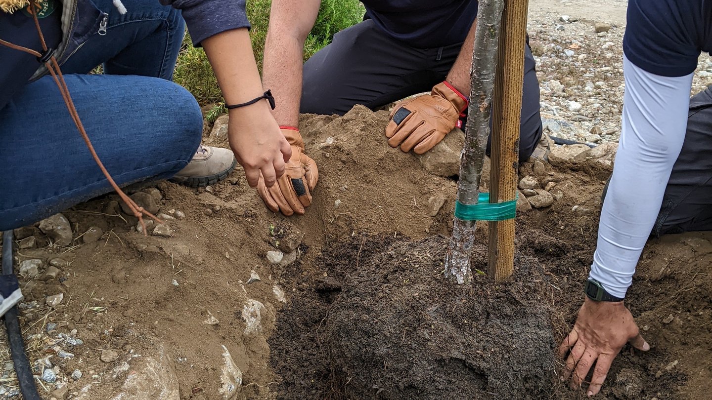 three individuals are placing a tree's rootball into a hole. The tree is tied to a spike to hold it upright.