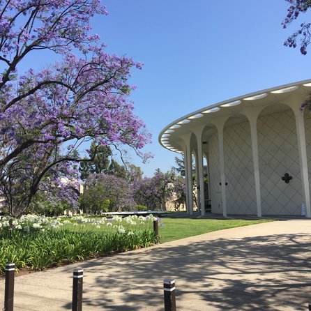Jacaranda blooming by Beckman Auditorium