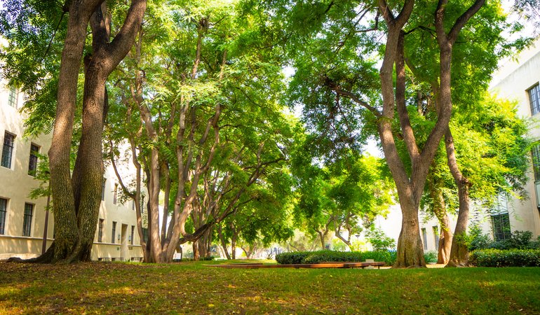 A group of trees in a grassy area with buildings on either side