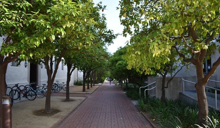 A narrow brick walkway lined by orange trees