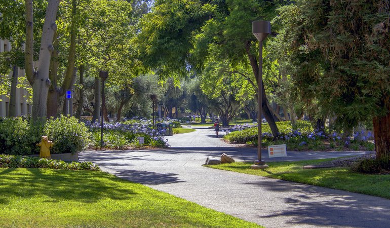 An outdoor walkway with lots of leafy plants and grass